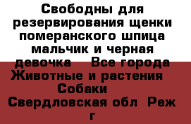 Свободны для резервирования щенки померанского шпица мальчик и черная девочка  - Все города Животные и растения » Собаки   . Свердловская обл.,Реж г.